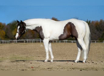 Paint Horse, Wallach, 7 Jahre, 155 cm, Roan-Bay