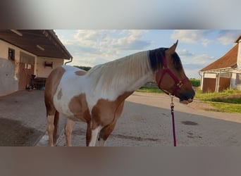 Paint Horse, Wallach, 7 Jahre, 156 cm, Red Dun