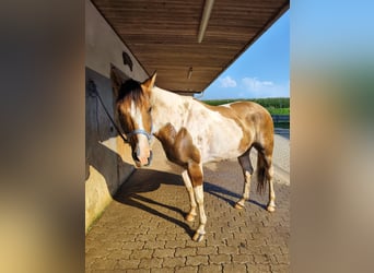Paint Horse, Wallach, 7 Jahre, 157 cm
