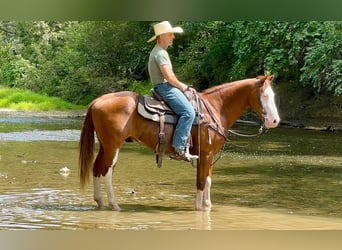 Paint Horse, Wallach, 7 Jahre, 157 cm, Rotfuchs