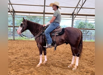 Paint Horse, Wallach, 7 Jahre, 157 cm, Rotfuchs