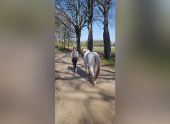Paint Horse, Wallach, 7 Jahre, 157 cm, Tovero-alle-Farben
