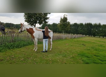 Paint Horse, Wallach, 7 Jahre, 157 cm, Tovero-alle-Farben