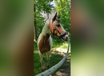 Paint Horse, Wallach, 7 Jahre, 157 cm, Tovero-alle-Farben