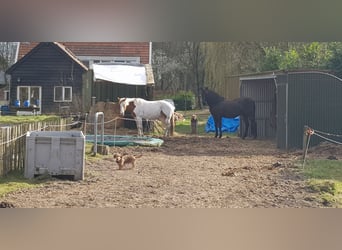Paint Horse, Wallach, 7 Jahre, 157 cm, Tovero-alle-Farben