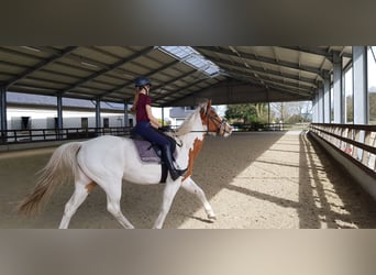 Paint Horse, Wallach, 7 Jahre, 157 cm, Tovero-alle-Farben