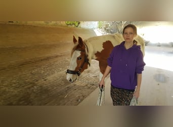 Paint Horse, Wallach, 7 Jahre, 157 cm, Tovero-alle-Farben