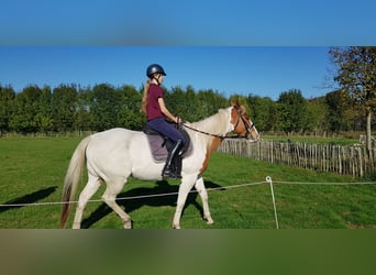 Paint Horse, Wallach, 7 Jahre, 157 cm, Tovero-alle-Farben