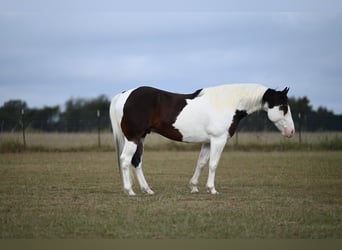 Paint Horse, Wallach, 7 Jahre, 157 cm Paint Horse, Wallach, 7 Jahre, 157 cm