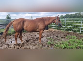 Paint Horse, Wallach, 7 Jahre, 159 cm, Fuchs