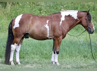 Paint Horse Mix, Wallach, 7 Jahre, 160 cm