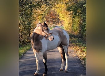 Paint Horse, Wallach, 7 Jahre, 163 cm, Tovero-alle-Farben