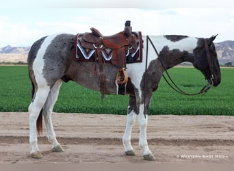 Paint Horse, Wallach, 7 Jahre, 163 cm