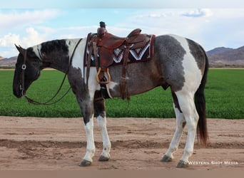 Paint Horse, Wallach, 7 Jahre, 163 cm
