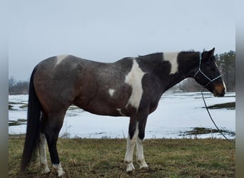 Paint Horse, Wallach, 7 Jahre, 168 cm, Roan-Blue