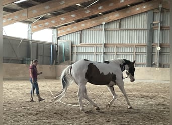 Paint Horse, Wallach, 7 Jahre, 172 cm, Overo-alle-Farben