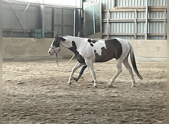 Paint Horse, Wallach, 7 Jahre, 172 cm, Overo-alle-Farben