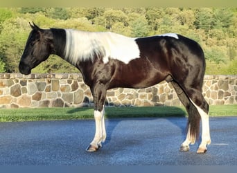 Paint Horse Mix, Wallach, 7 Jahre