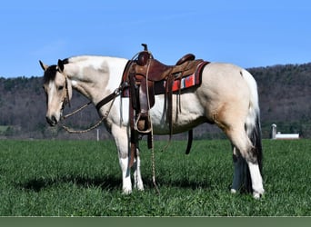 Paint Horse Mix, Wallach, 8 Jahre, 145 cm, Schecke