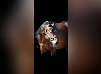 Paint Horse Mix, Wallach, 8 Jahre, 150 cm, Brauner