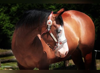 Paint Horse, Wallach, 8 Jahre, 150 cm, Brauner