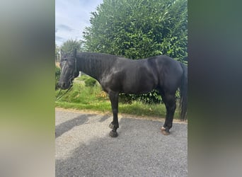 Paint Horse, Wallach, 8 Jahre, 150 cm, Rappe