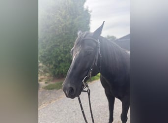 Paint Horse, Wallach, 8 Jahre, 150 cm, Rappe