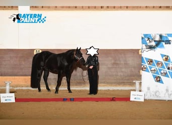 Paint Horse, Wallach, 8 Jahre, 150 cm, Rappe