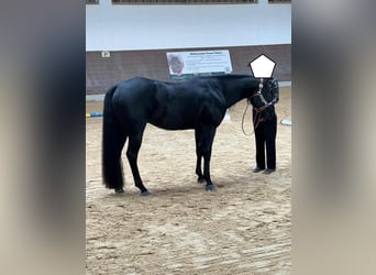 Paint Horse, Wallach, 8 Jahre, 150 cm, Rappe