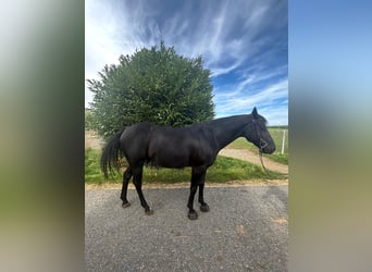 Paint Horse, Wallach, 8 Jahre, 150 cm, Rappe