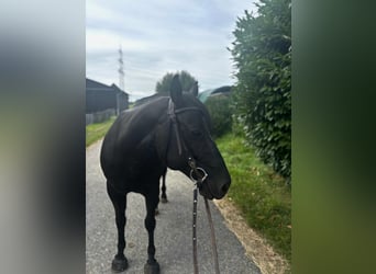 Paint Horse, Wallach, 8 Jahre, 150 cm, Rappe