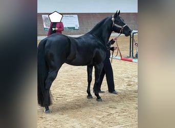 Paint Horse, Wallach, 8 Jahre, 150 cm, Rappe