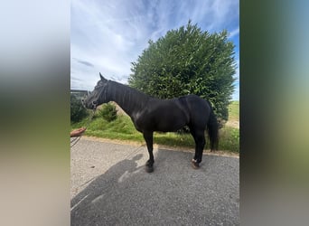 Paint Horse, Wallach, 8 Jahre, 150 cm, Rappe