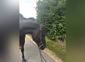 Paint Horse, Wallach, 8 Jahre, 150 cm, Rappe