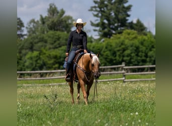 Paint Horse, Wallach, 8 Jahre, 152 cm, Palomino