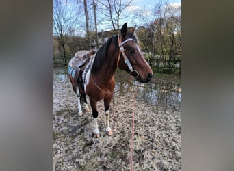 Paint Horse, Wallach, 8 Jahre, 152 cm, Tobiano-alle-Farben