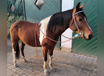 Paint Horse, Wallach, 8 Jahre, 152 cm, Tobiano-alle-Farben