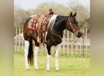Paint Horse, Wallach, 8 Jahre, 152 cm, Tobiano-alle-Farben