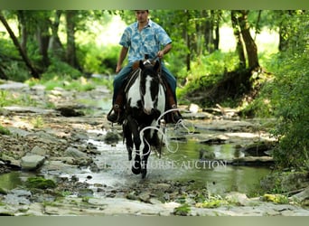 Paint Horse, Wallach, 8 Jahre, 152 cm, Tovero-alle-Farben