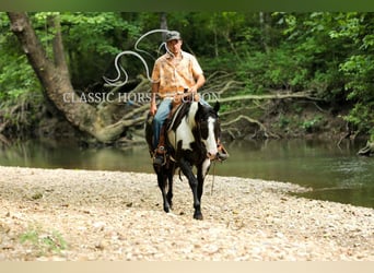 Paint Horse, Wallach, 8 Jahre, 152 cm, Tovero-alle-Farben