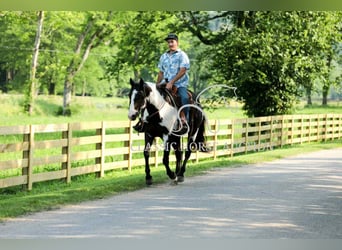 Paint Horse, Wallach, 8 Jahre, 152 cm, Tovero-alle-Farben