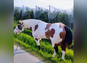 Paint Horse, Wallach, 8 Jahre, 153 cm, Overo-alle-Farben