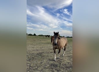Paint Horse, Wallach, 8 Jahre, 155 cm, Falbe