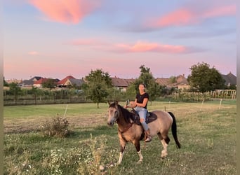 Paint Horse, Wallach, 8 Jahre, 155 cm, Falbe