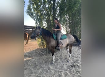 Paint Horse, Wallach, 8 Jahre, 155 cm, Falbe