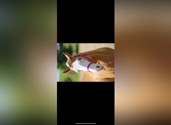 Paint Horse, Wallach, 8 Jahre, 155 cm, Palomino