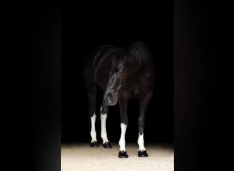 Paint Horse, Wallach, 8 Jahre, 155 cm, Rappe