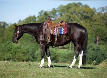 Paint Horse, Wallach, 8 Jahre, 155 cm, Rappe