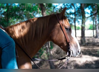 Paint Horse, Wallach, 8 Jahre, 155 cm, Rotfuchs