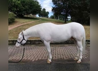 Paint Horse, Wallach, 8 Jahre, 155 cm, White